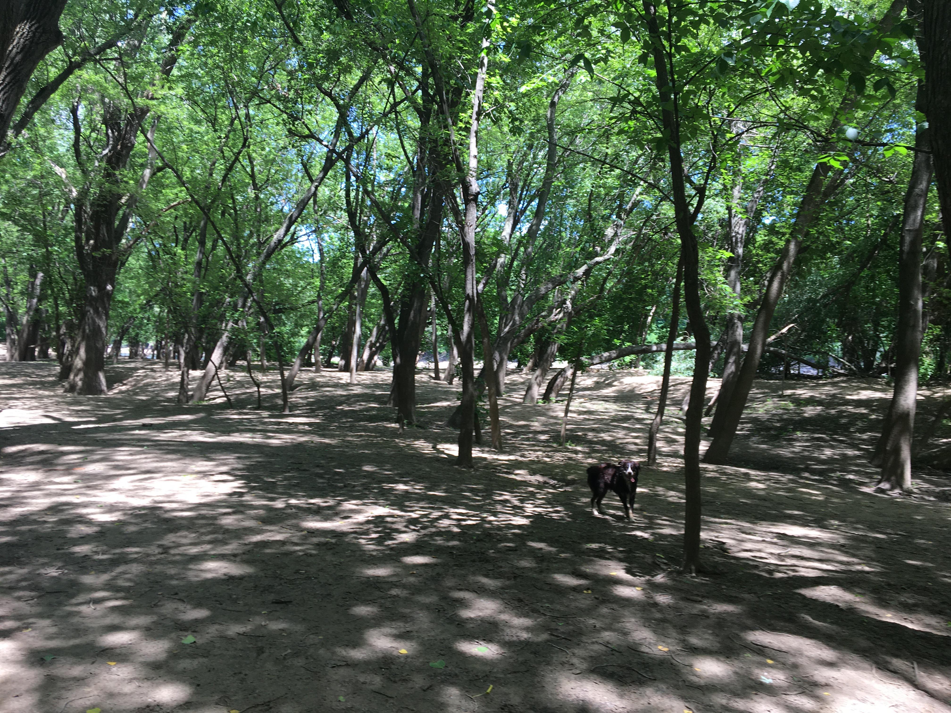 Minnehaha Off-Leash Dog Park dog park